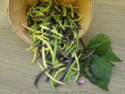 Renee's Gourmet Vegetables Garden Seeds